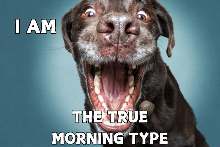 most funniest funny good morning memes