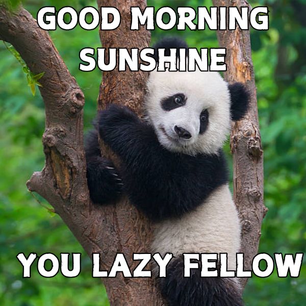Short Funny Good Morning Memes For Her Infoupdate
