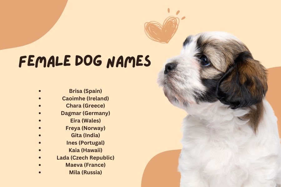 Female dog names in different counteries