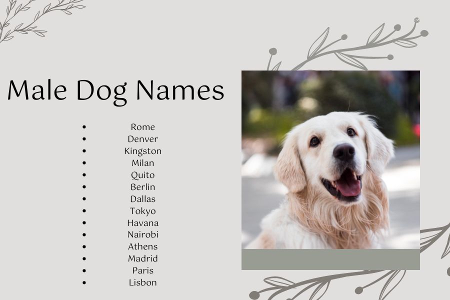 Male Dog Names counteries