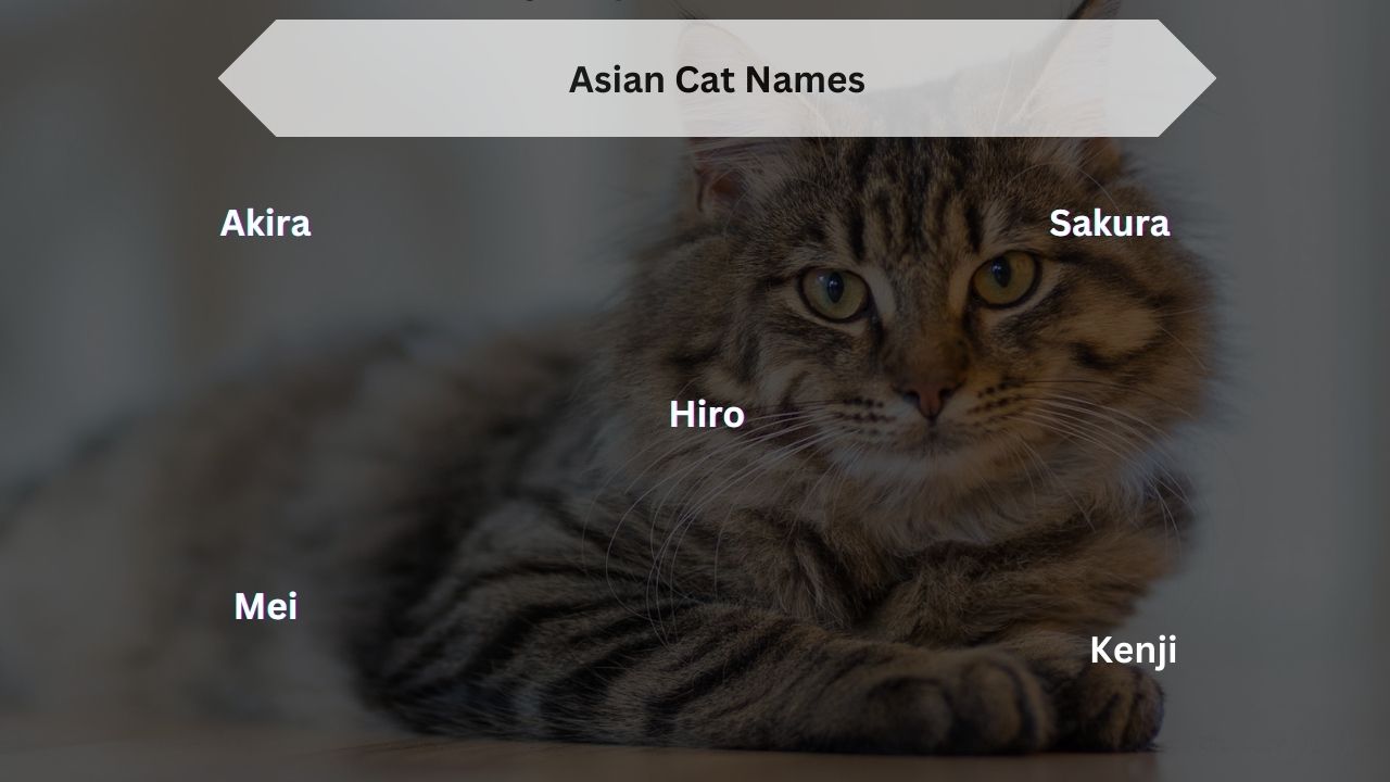 Asian Cat Names