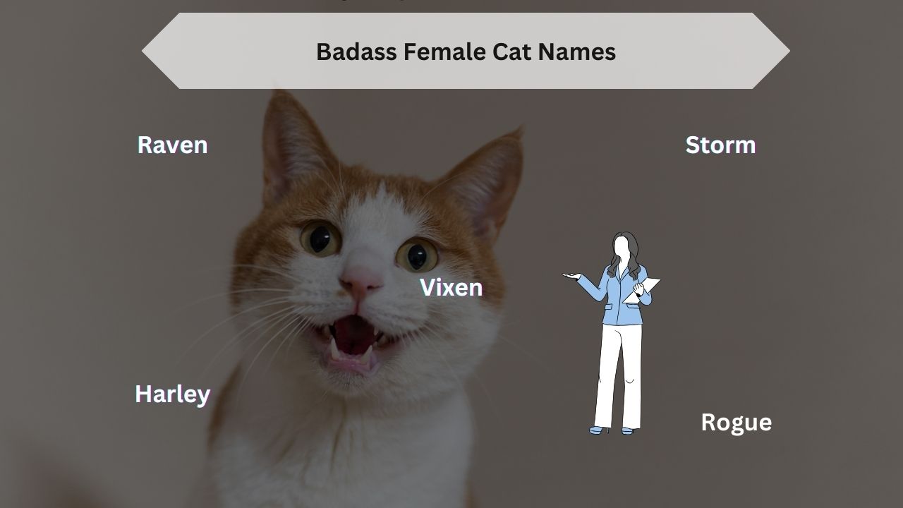 Badass Female Cat Names