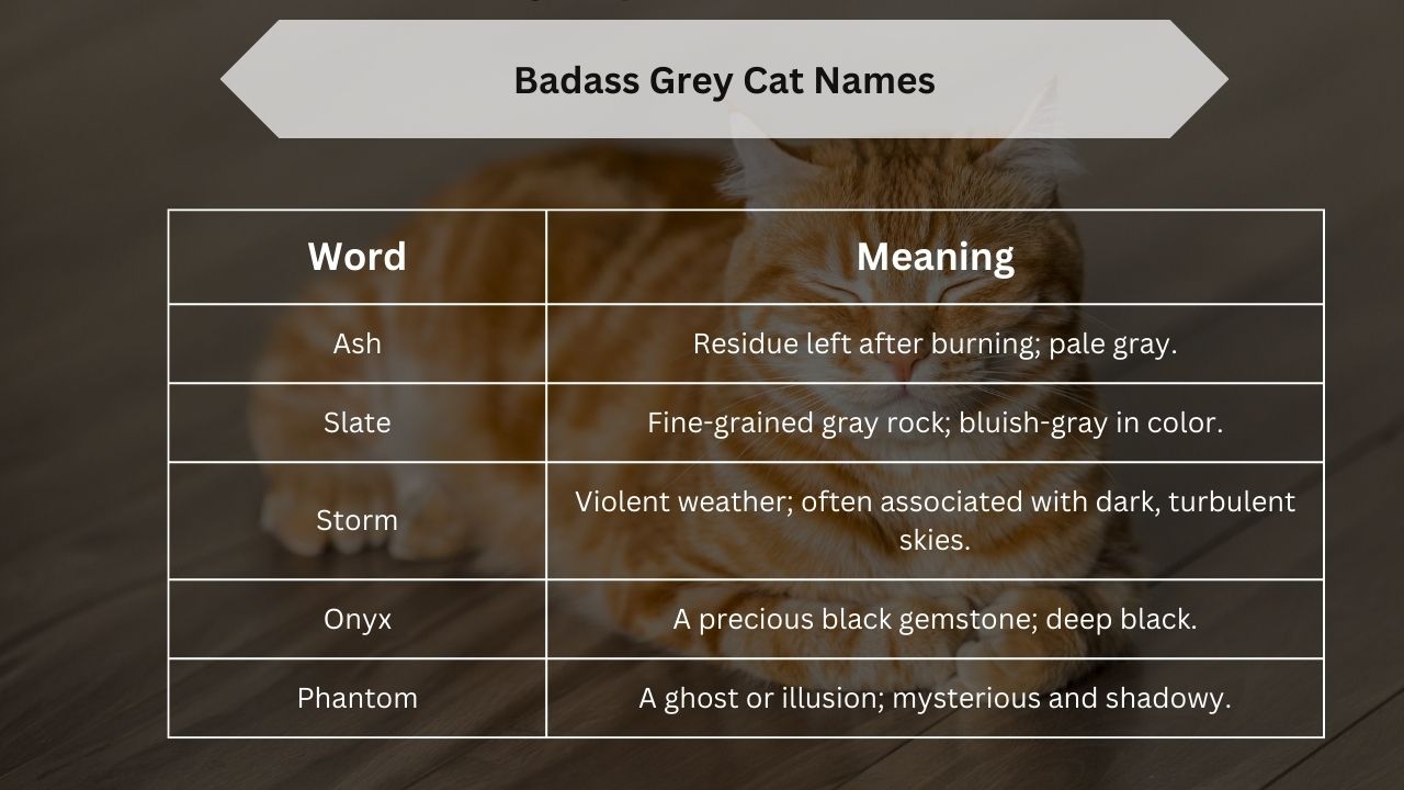 Badass Grey Cat Names