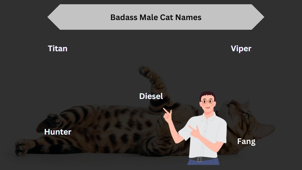 Badass Male Cat Names