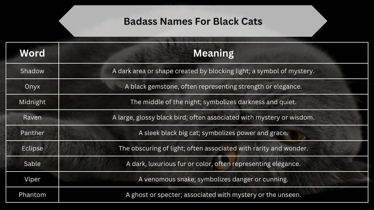 Badass Names For Black Cats