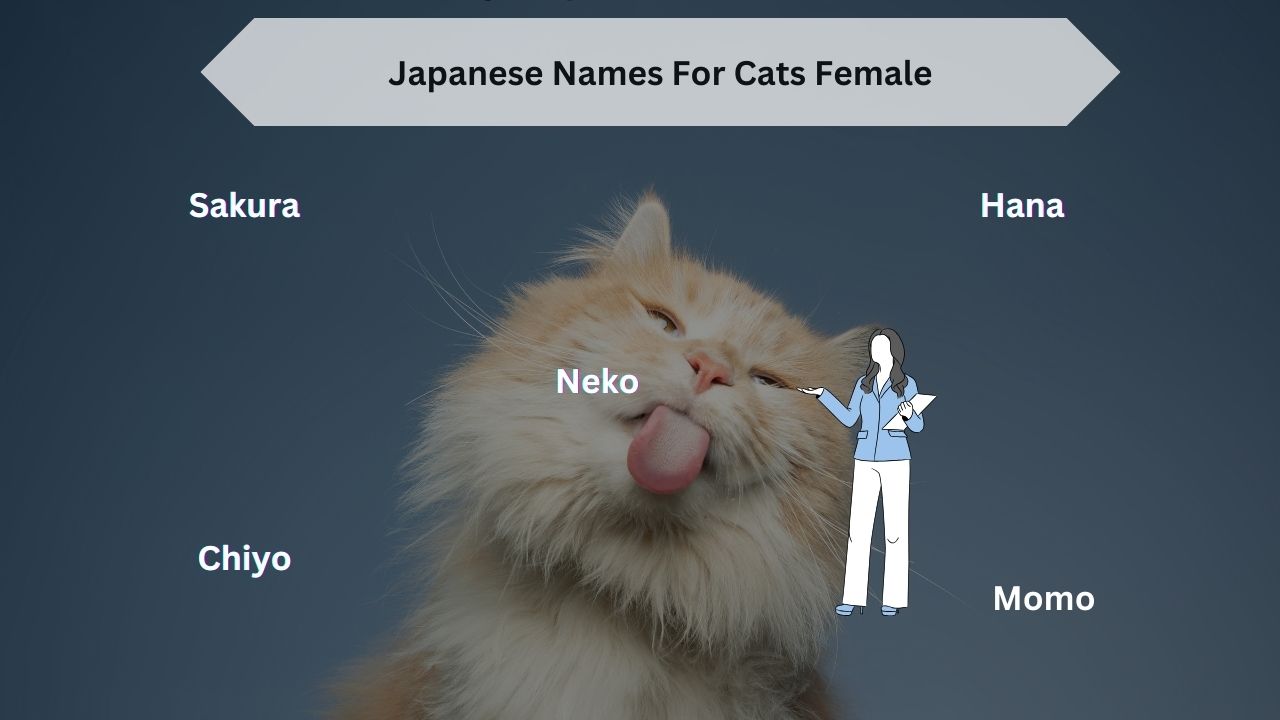 Japanese Names For Cats Female