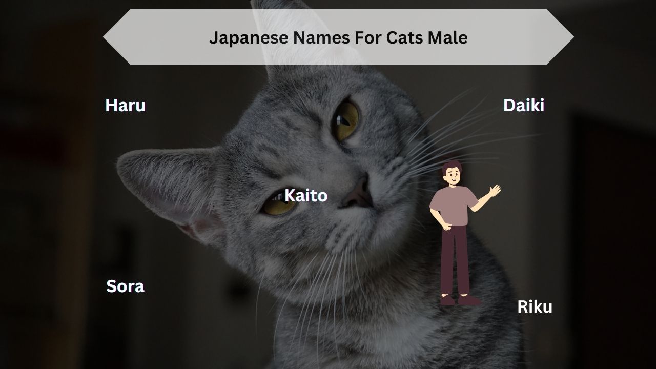 Japanese Names For Cats Male