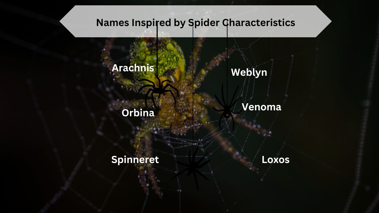 Names Inspired by Spider Characteristics