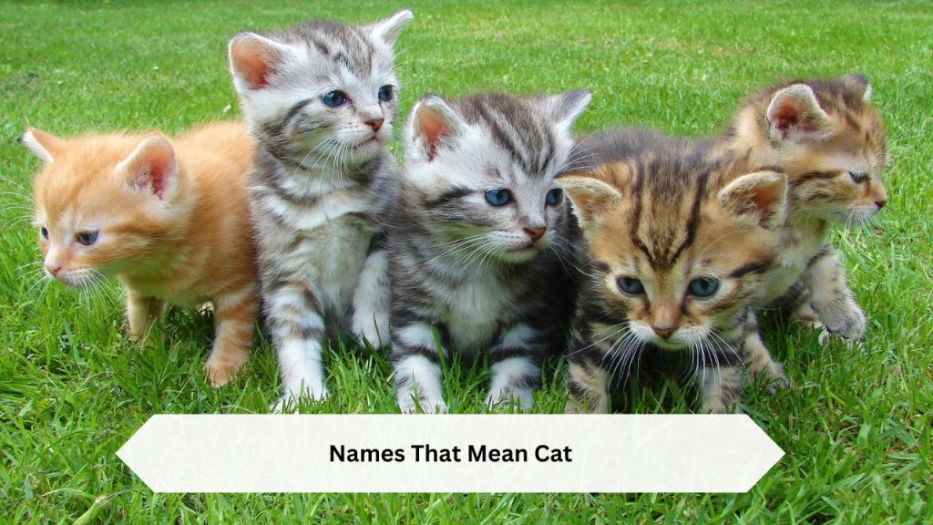 Names That Mean Cat