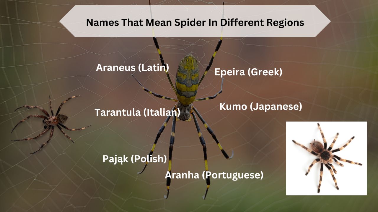 Names That Mean Spider In Different Regions