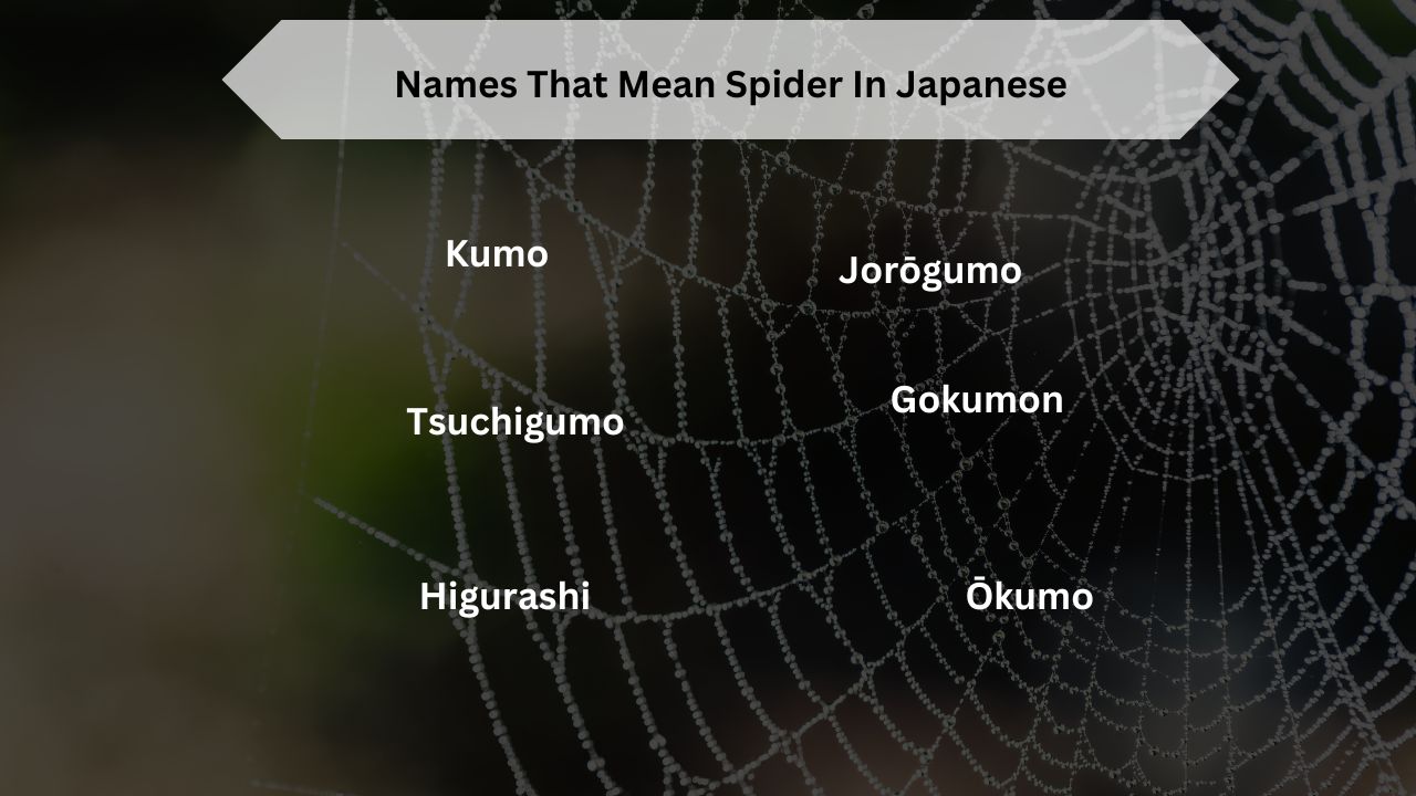 Names That Mean Spider In Japanese