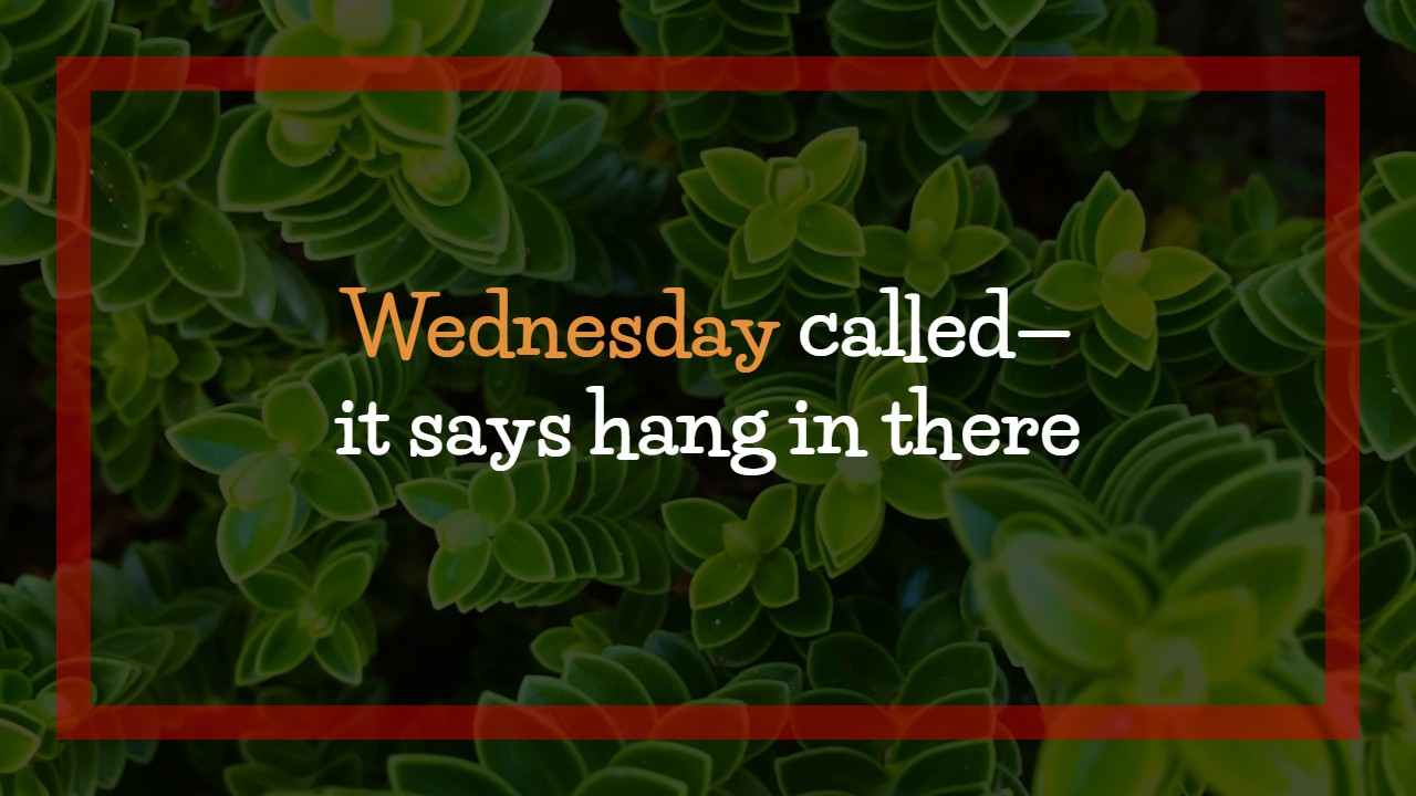 Hump Day Captions